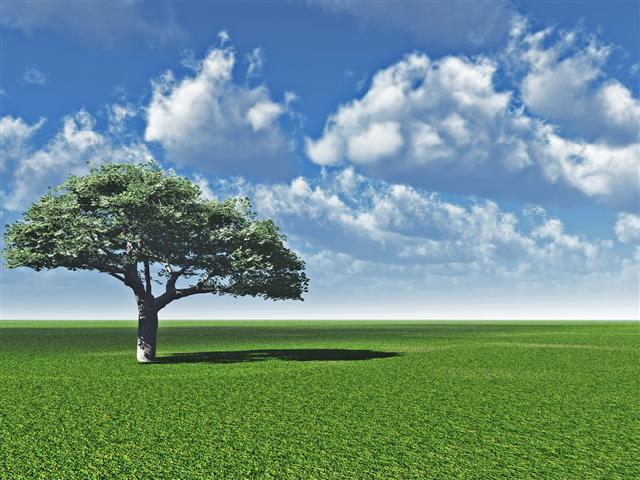 Alone Tree And Beautiful Sky 3d Landscape Scene Giappone In Italia